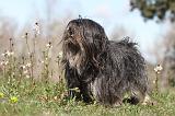 LHASSA APSO 046